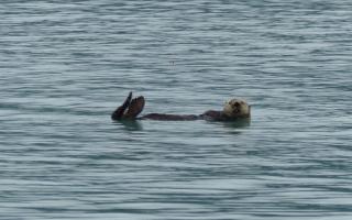 Oyster Yachts News 55 Days At Sea Sailing Voyage Story Sea Otter