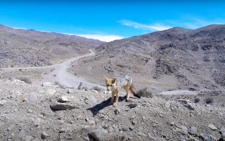 Fox on mountains in Argentina