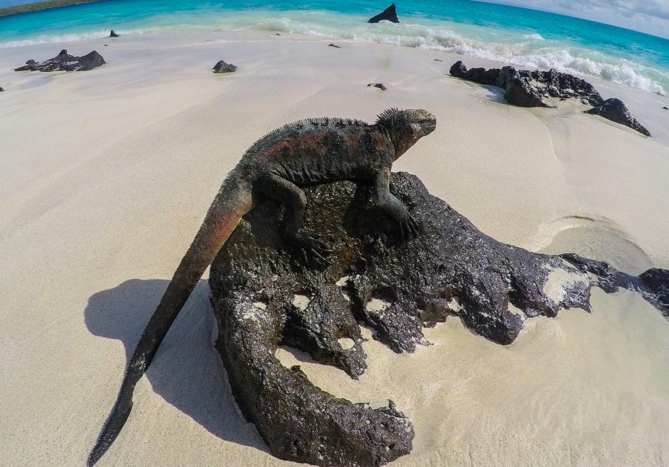 Iguana Galapagos Islands