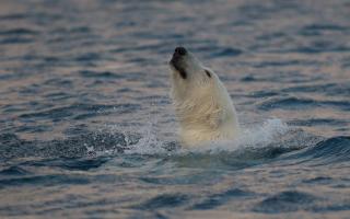 Osyter Yacht News Through The North-West Sailing Voyage Story | Polar Bear
