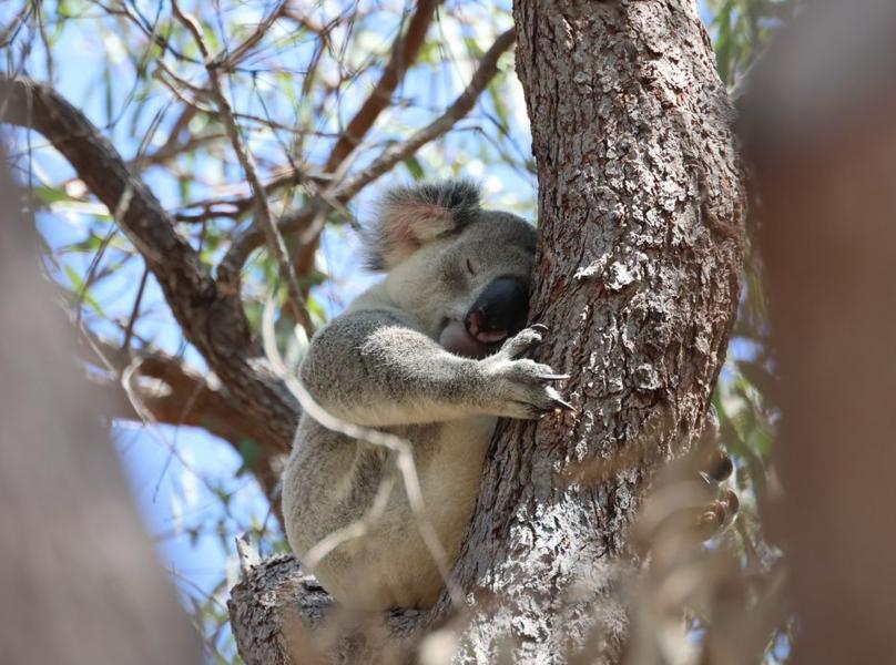 Australia Update Koala