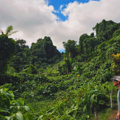 Fiji Lush Rainforest