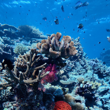 Fiji Snorkelling