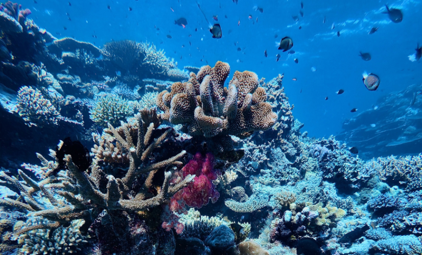 Fiji Snorkelling