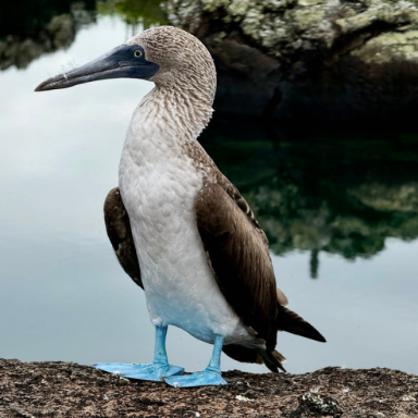 Galapagos Blue Footed Booby