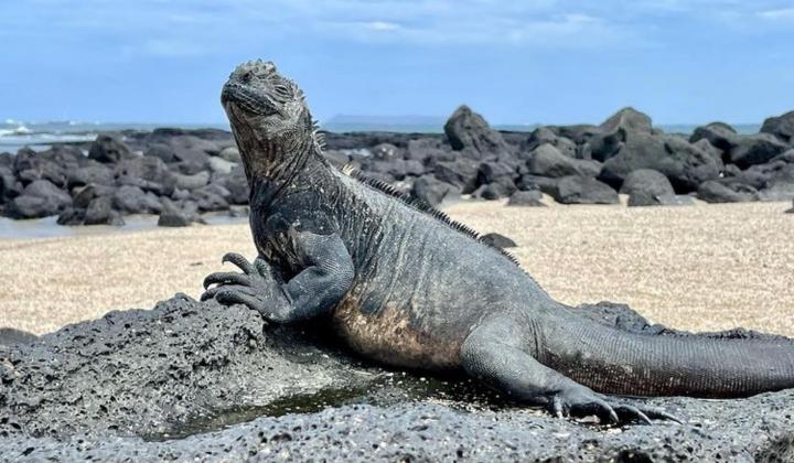 Galapagos Iguana on beach