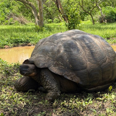 Galapagos giant tortoise