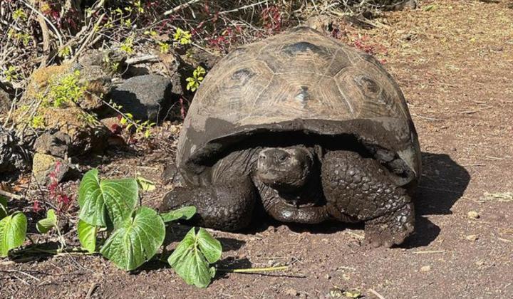Giant tortoise Galapagos