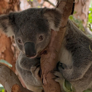 Koala Australia