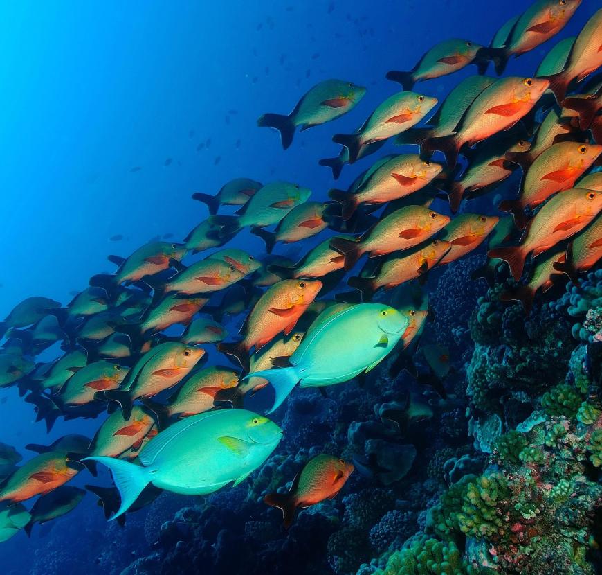 Oyster Yachts Sailing With Purpose Fish Swimming