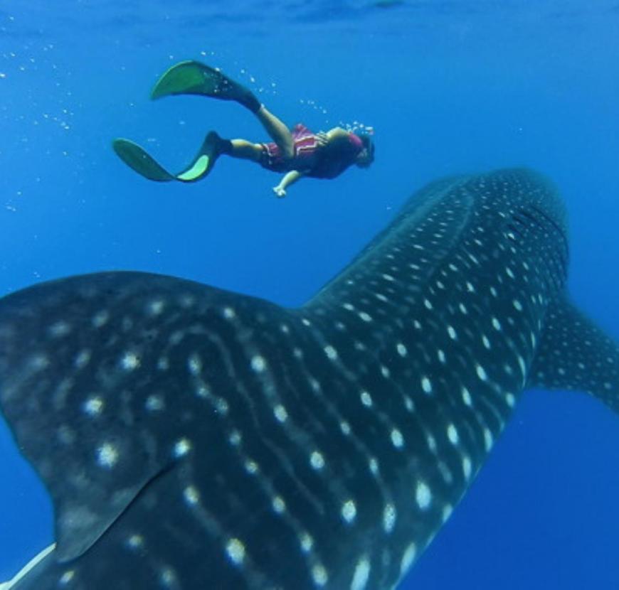 Oyster Yachts Sailing With Purpose Sustainable Sailing Eco 3