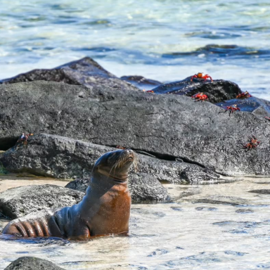 Rally Live News Ticker