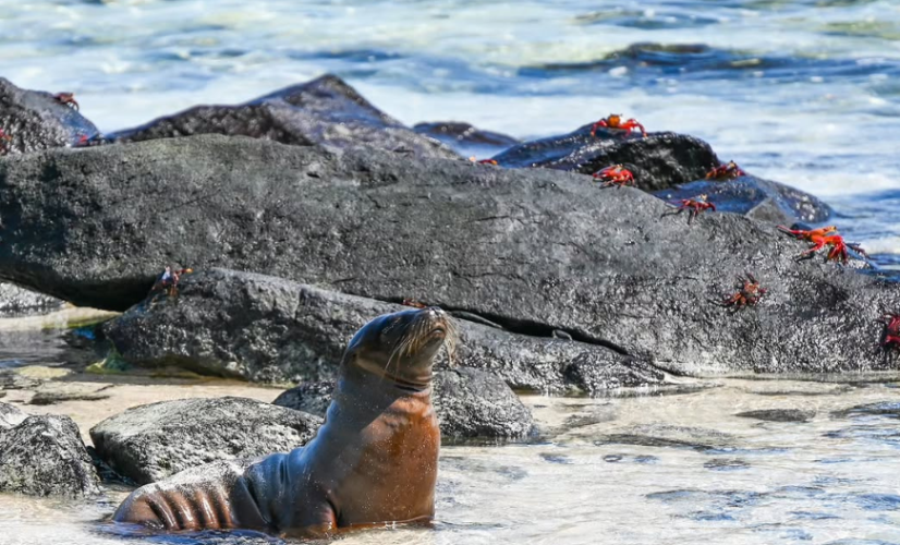 Rally Live News Ticker