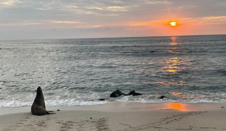 Sea lions on beach Galapagos sunset
