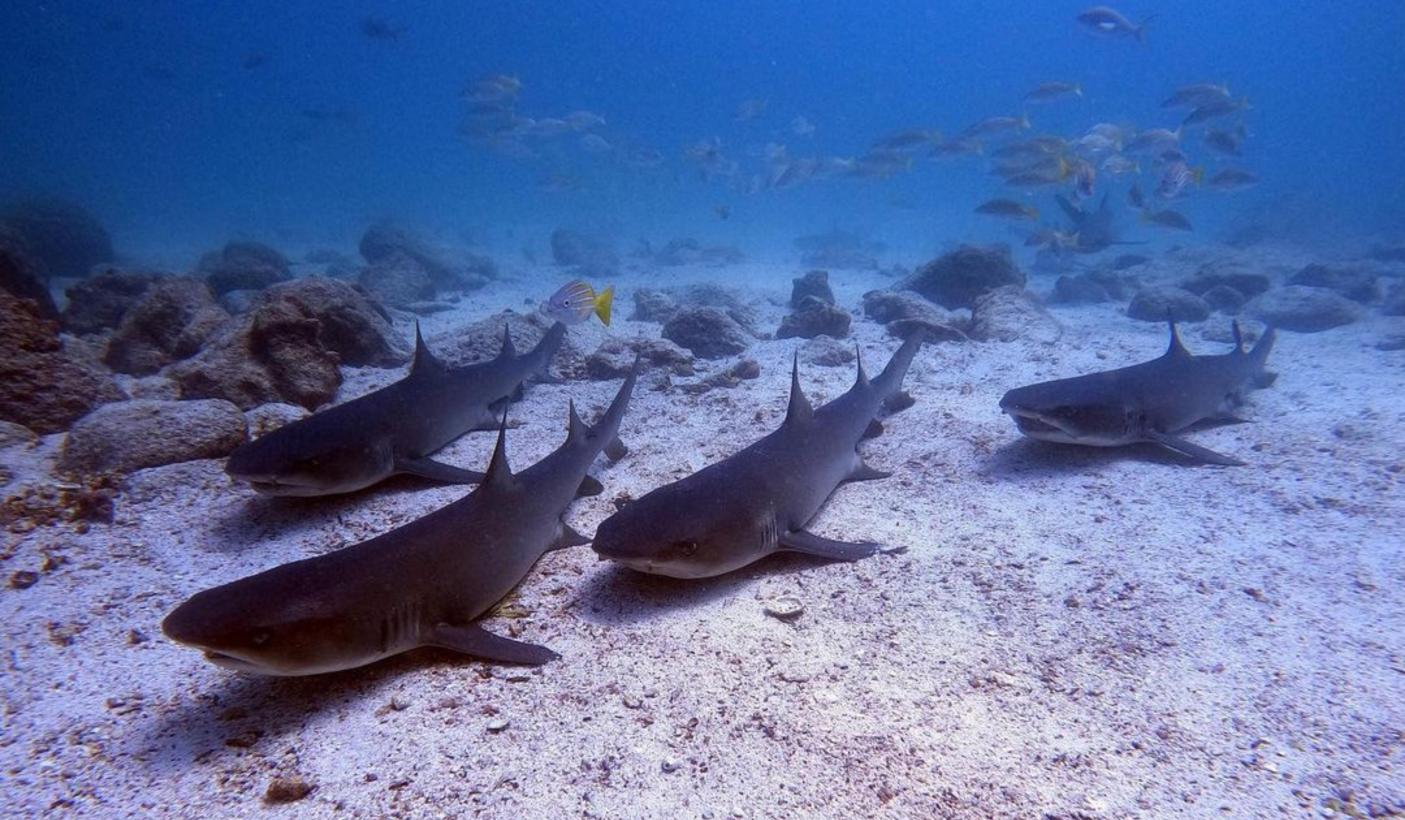 Sharks and fish Galapagos