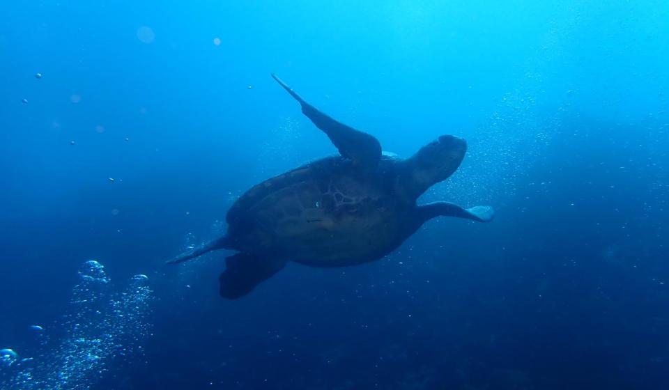 Tortoise swimming in Galapagos Islands