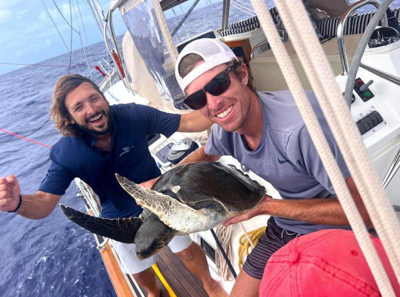 Turtle rescue Oyster 66 Serendipity