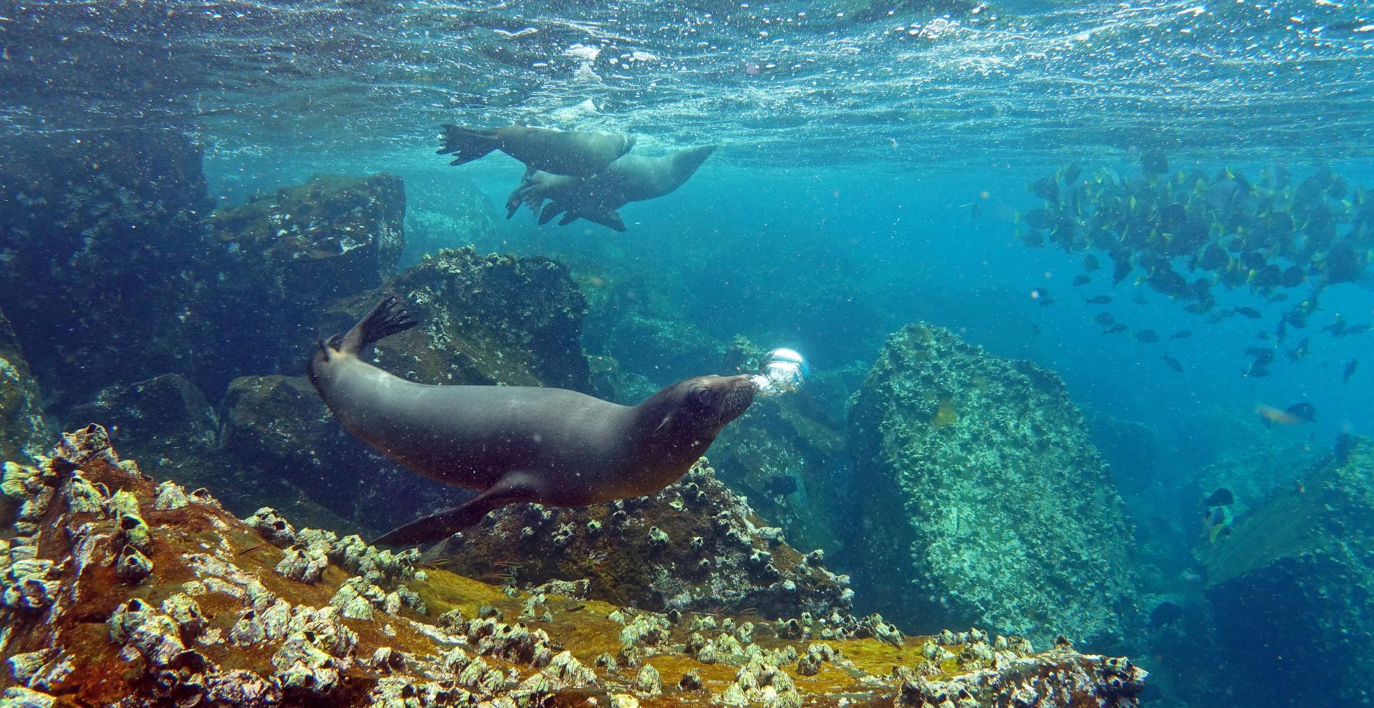 marine life on oyster world rally d