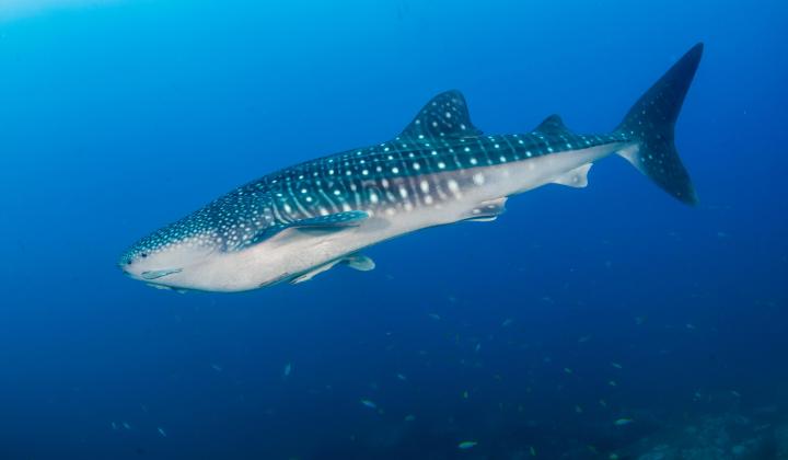 1 Whale Shark