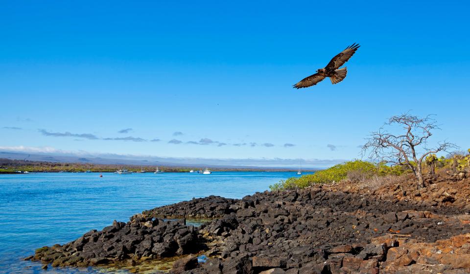 13. Galapagos Hawk in Flight over Galapagos Islands