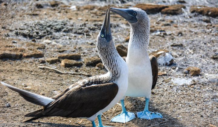 15. The blue footed booby in the Galapagos Islands