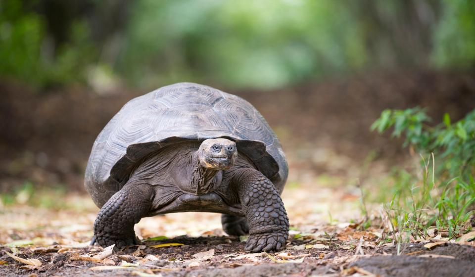 18. Giant tortoises living on the Galapagos Islands