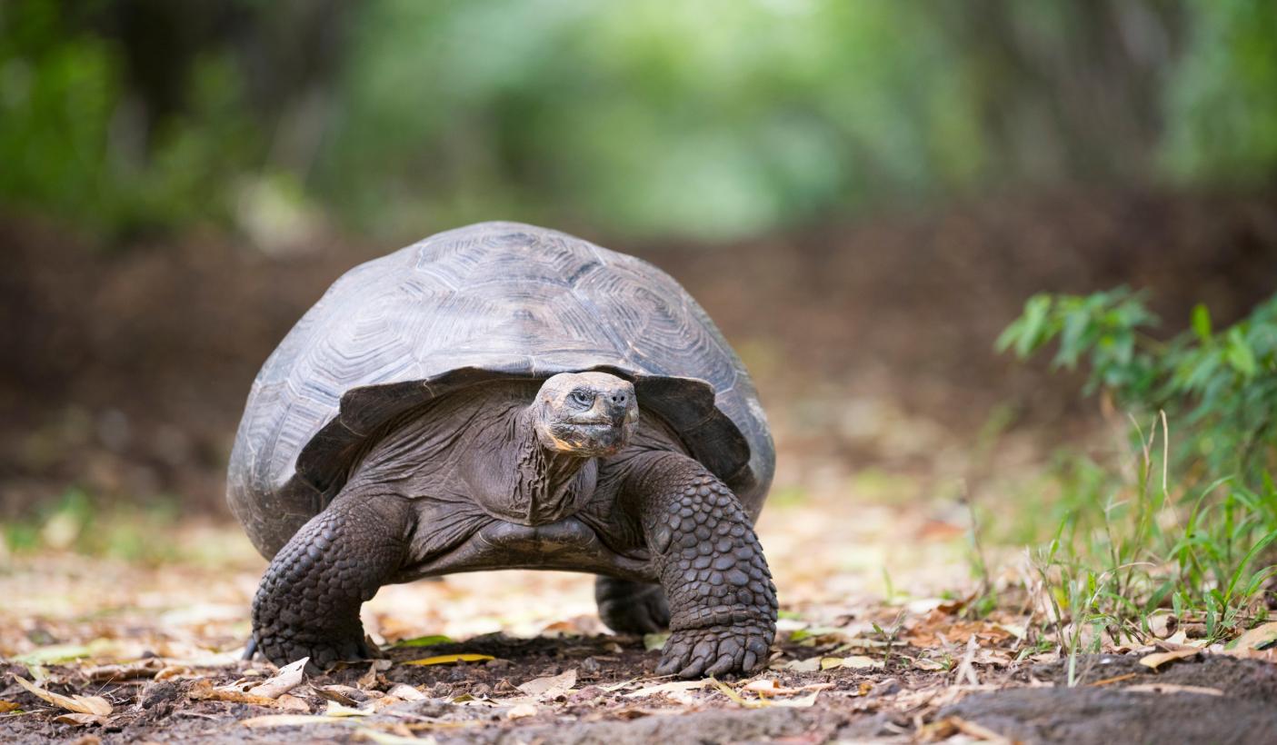18. Giant tortoises living on the Galapagos Islands