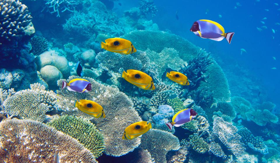 2. Tropical fish and coral