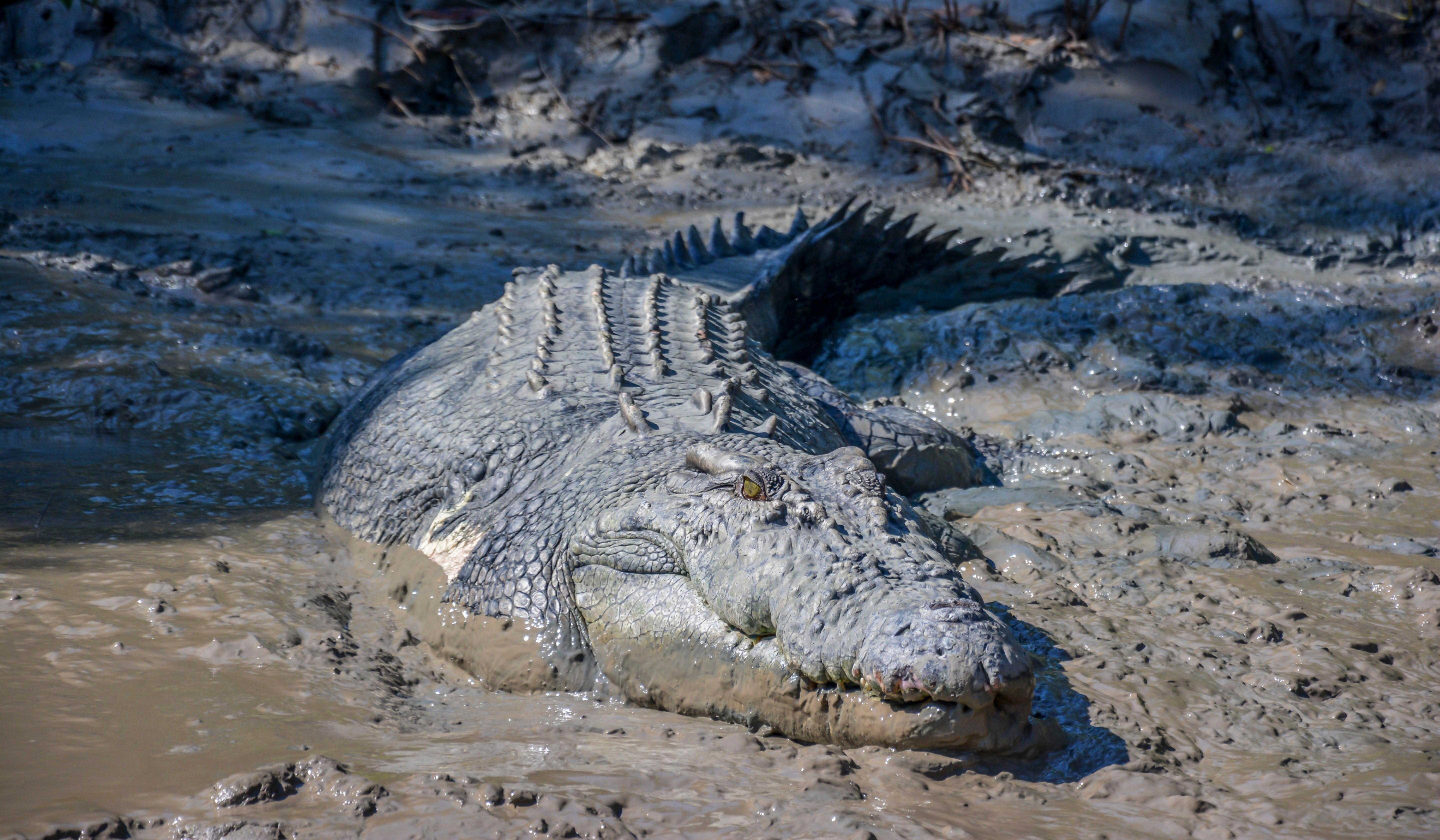 Крокодилы в соленой воде. Реки Австралии с крокодилами.