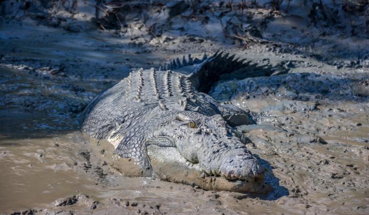 2. Crocodile In Darwin Australia