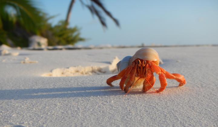 2. Hermit Crab on sandy beach of Cocos Keeling
