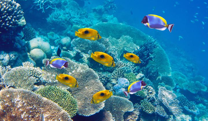 2. Tropical fish and coral