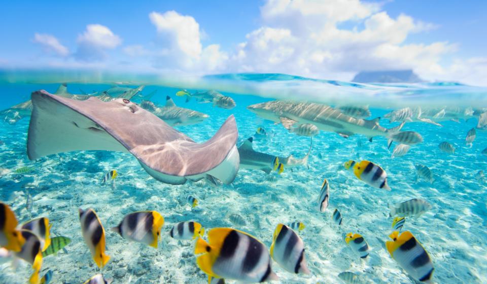 35. Tropical fish and Stingray in South Pacific Island of Bora Bora
