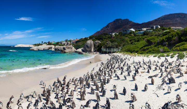 4 The Penguins of Boulders Beach