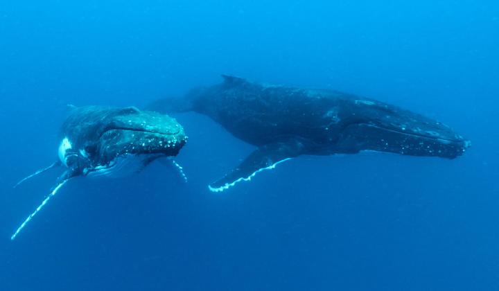 40. Humpback whales swimming in ocean