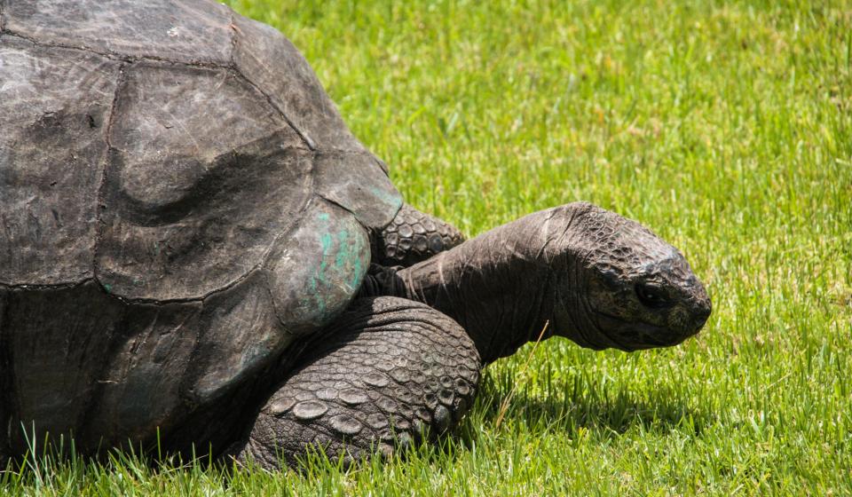 5 Giant Tortoise