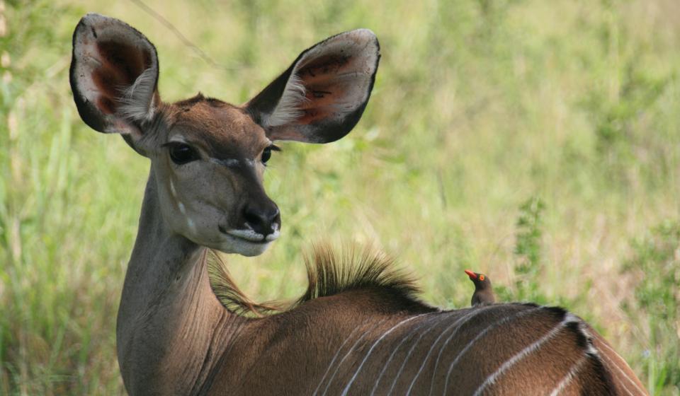 5 Kudu