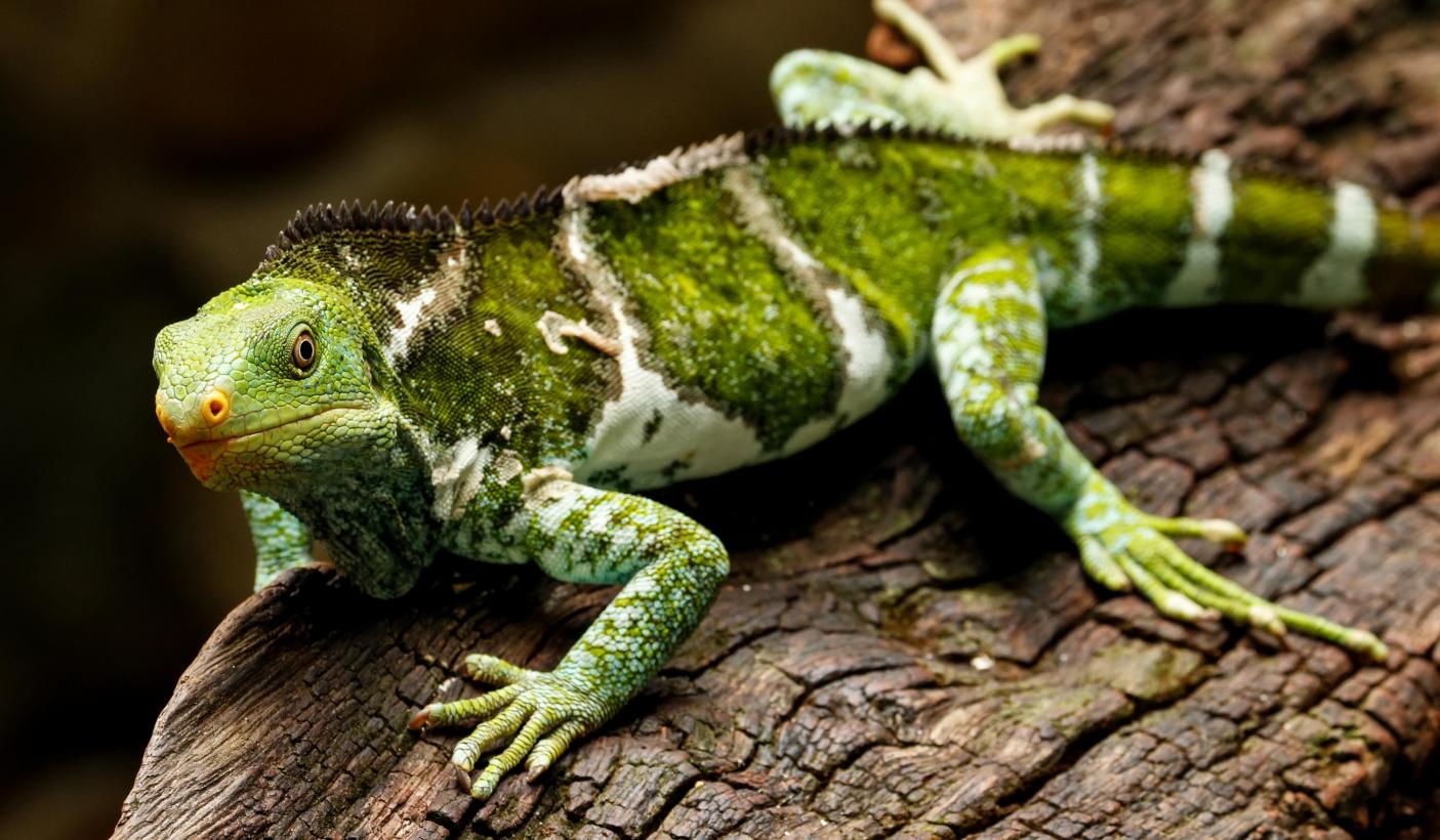 57. The Fiji crested iguana