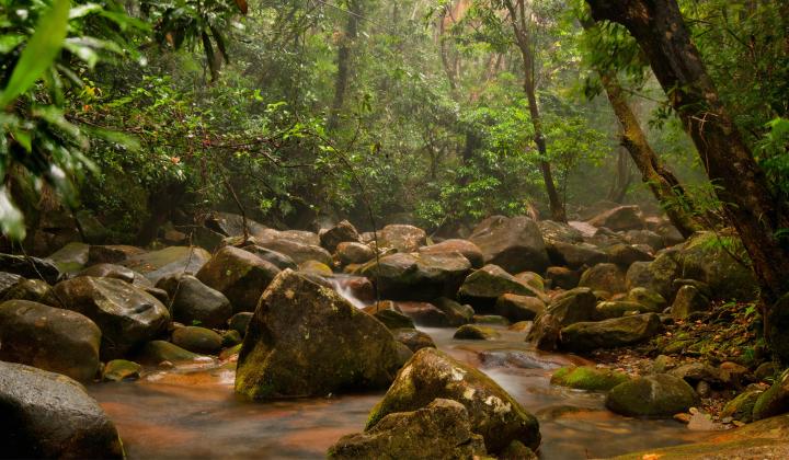 5. Daintree National Park Cairns Australia