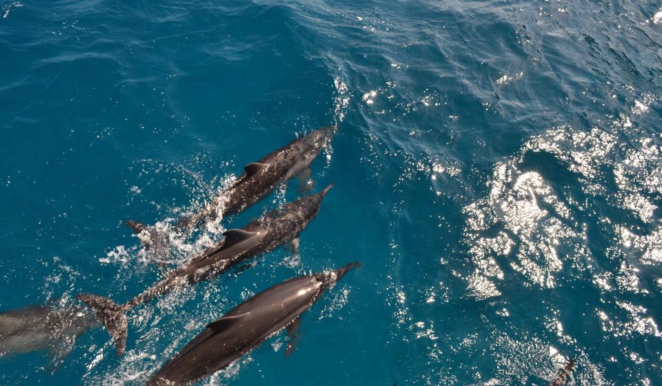 6 Dolphins in the sea