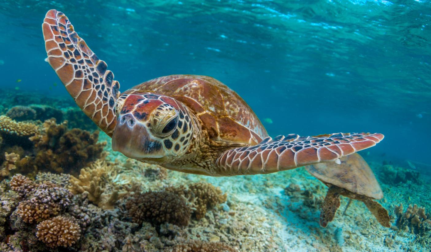 6. Turtle Swimming In The Great Barrier Reef Australia