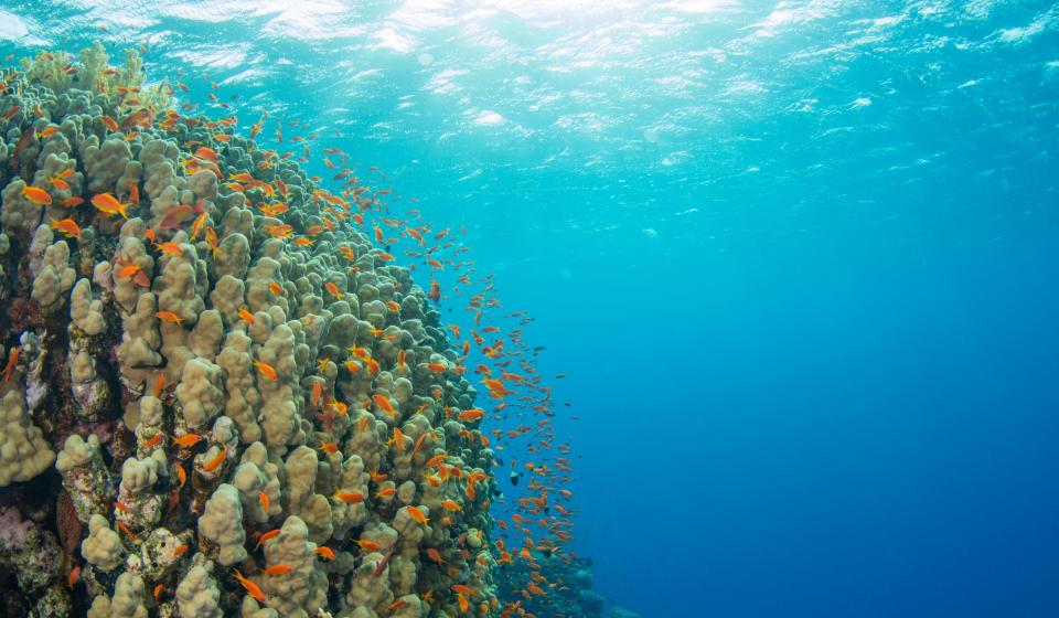 71. Tropical fish in South Pacific