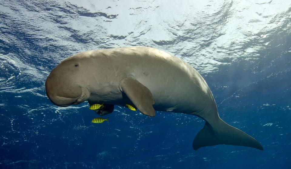 76. The dugong a species of sea cow
