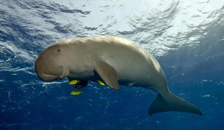 76. The dugong a species of sea cow