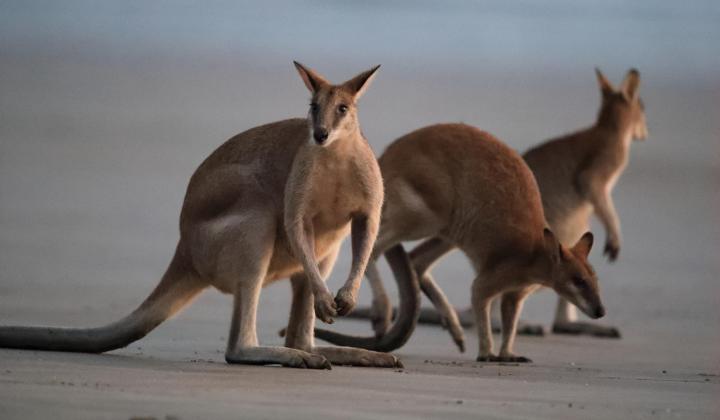 80. Wallaby in Mackay