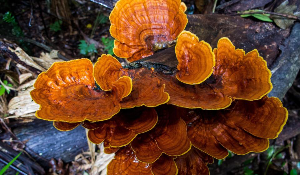 83. Reishi wild mushroom growing on driftwood