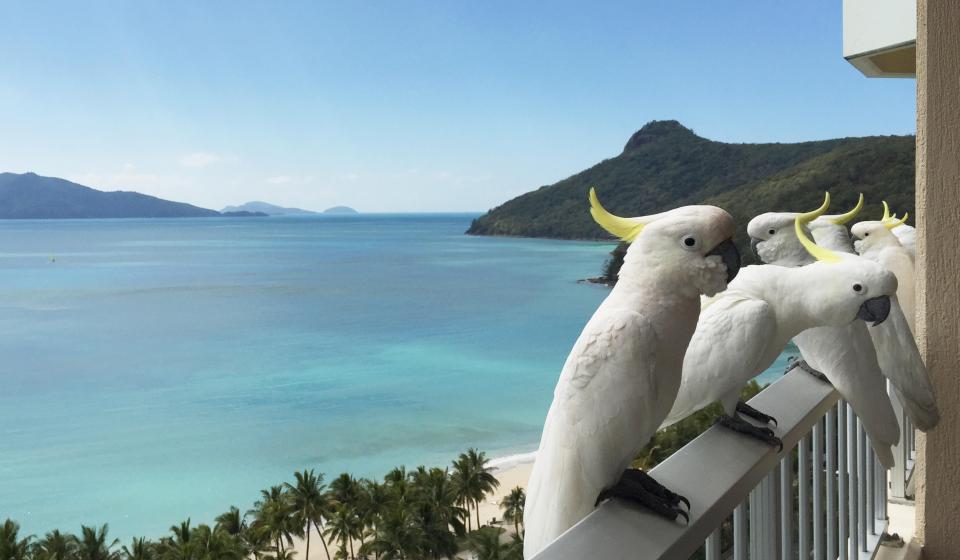88. white cockatoo blue sea and mountains