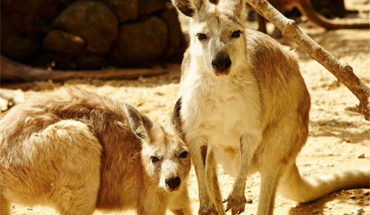 89. Two kangaroos in Australia 