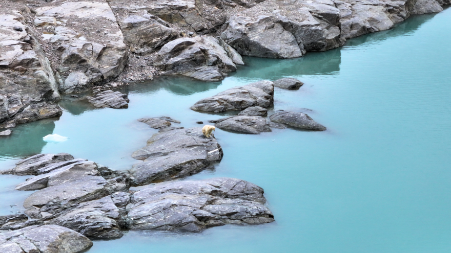 Arctic Rally Polar Bear