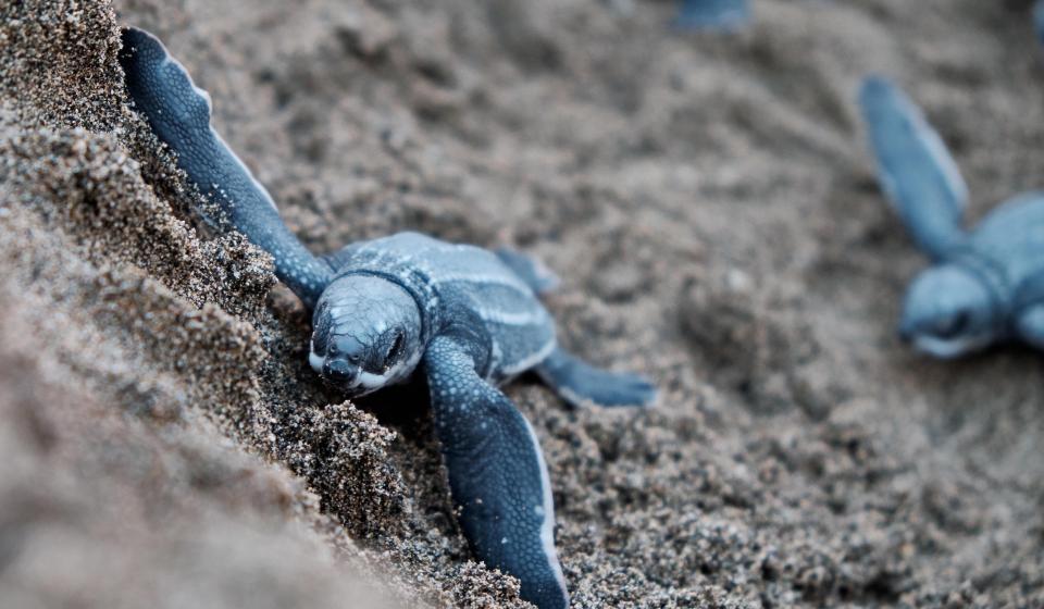 Blue Turtles in Caribbean